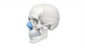 Sinüzit anatomisi, paranazal sinüslerin yüz kemiğindeki konumu ve yapısal özellikleri